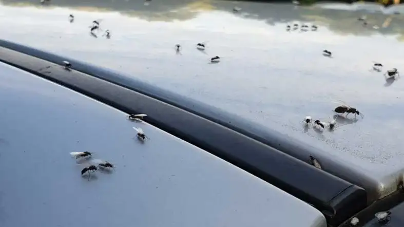How To Get Rid Of Ants In Car Engine