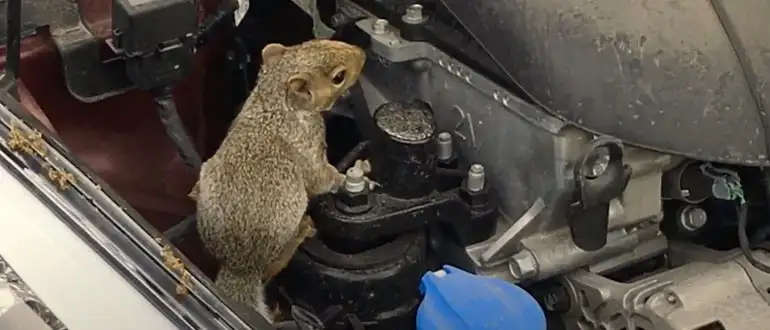How To Get A Squirrel Out Of Your Car Engine?