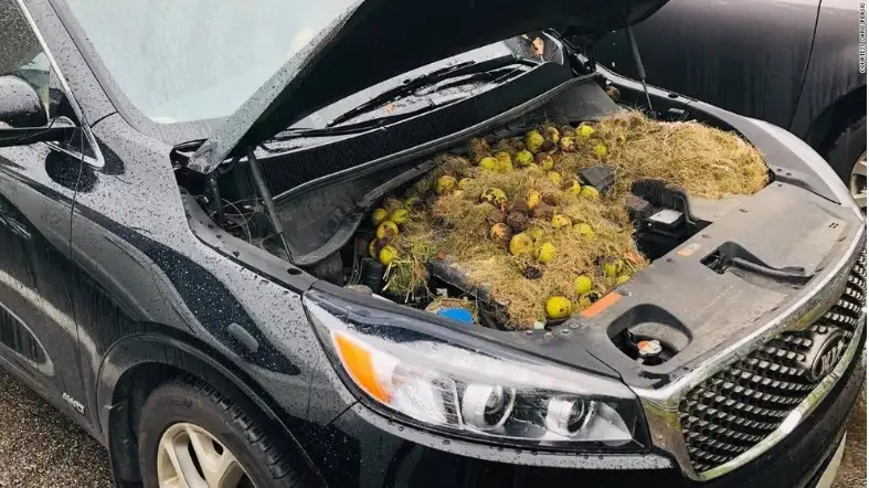 Popping The Hood For Get A Squirrel Out Of Your Car Engine