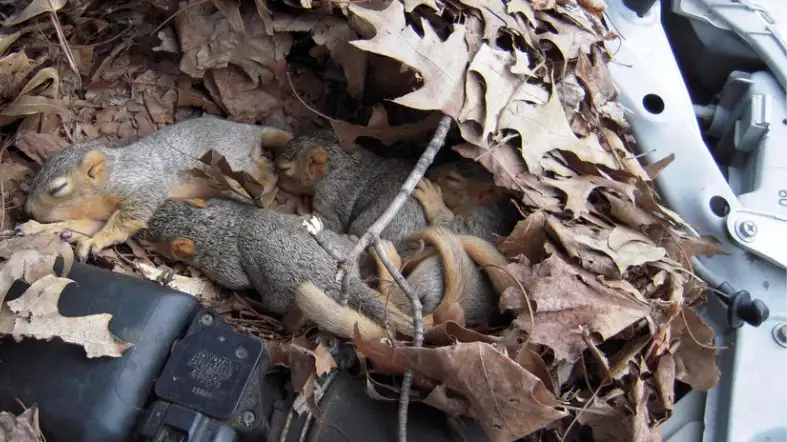 Ways To Keep Squirrels Out Of The Car Engine