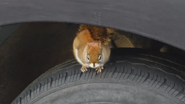 What Not To Do To Get A Squirrel Out Of The Car Engine